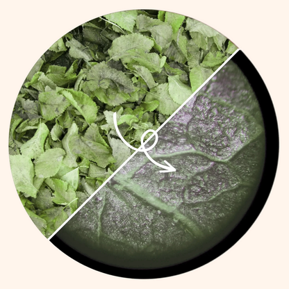 Mini Microscopio Portátil para Pequeños Exploradores